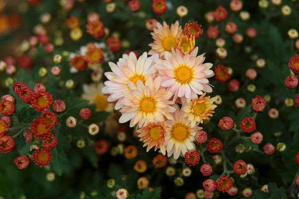 小菊（西洋菊）蕾　画像11 ベージュ色 フリー写真素材