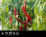 トウガラシ