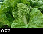 白菜2