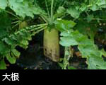 大根1
