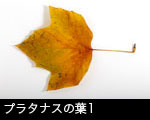 プラタナスの葉1