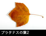 プラタナスの葉2