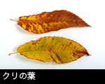 クリの葉