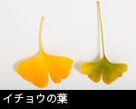 イチョウの葉