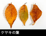 ケヤキの葉