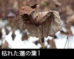 枯れた蓮の葉1