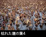枯れた蓮の葉4