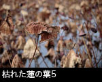 枯れた蓮の葉5
