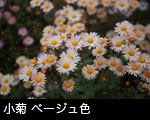 　小菊 ベージュ色