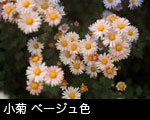 　小菊 ベージュ色