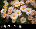 　小菊 ベージュ色