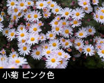 小菊 ピンク色