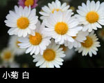 小菊 白 