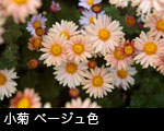 小菊 ベージュ色