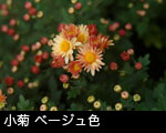 小菊 ベージュ色