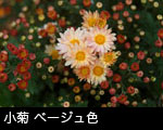 小菊 ベージュ色