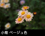 小菊 ベージュ色