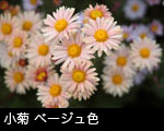 小菊 ベージュ色