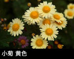小菊 黄色