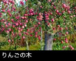 りんご