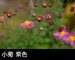 小菊紫色