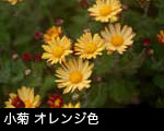 小菊 オレンジ色