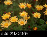 小菊 オレンジ色