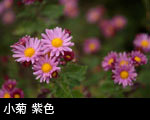 小菊紫色