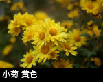 小菊 黄色