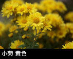 小菊 黄色