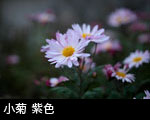 小菊 紫色