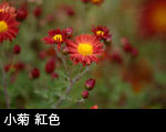 小菊 紅色