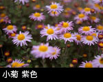 小菊 紫色