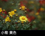 小菊 黄色