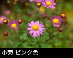 小菊 ピンク色
