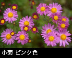 小菊 ピンク色