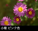 小菊 ピンク色