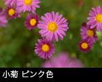 小菊 ピンク色