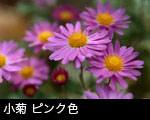 小菊 ピンク色