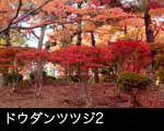 ドウダンツツジ2