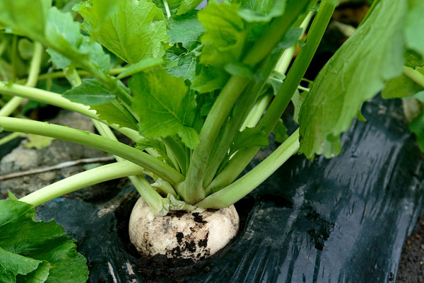 カブ 畑に生える 野菜 画像 フリー写真素材 無料写真素材