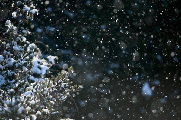 降る雪のイメージ画像 無料写真素材「花ざかりの森」