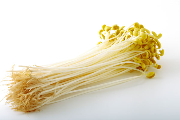 大豆もやし 画像1 無料写真素材 フリー素材「花ざかりの森」