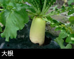 大根2