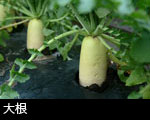 大根3