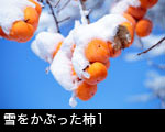 雪をかぶった柿1