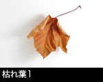 枯れ葉1