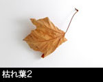 枯れ葉2 