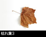 枯れ葉3
