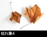 枯れ葉4